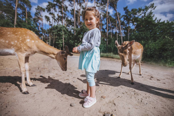 istock Cute toddler child feeding a deer 1003655194