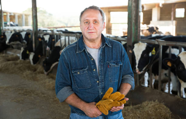 istock Smiling male farmer on cows farm 1003655214