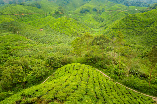 istock Cameron Highlands Boh tea plantation 1003673076