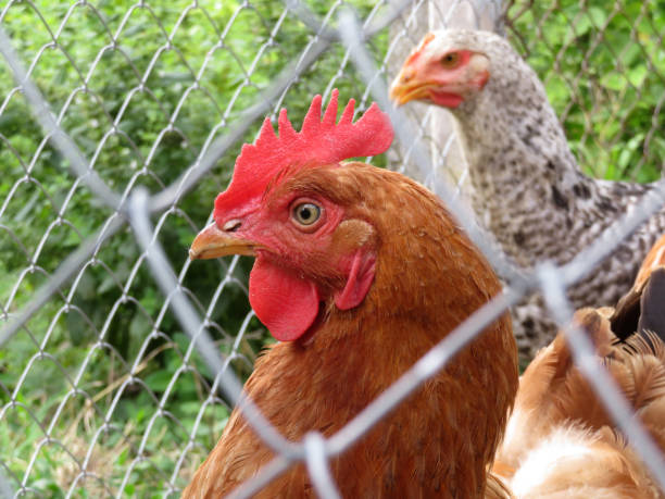 istock Laying hen in the chicken coop, close-up 1003673488