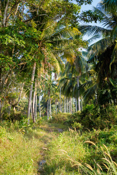 istock Landscape of Koh Mook island 1003676086