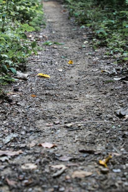 istock A trail in Sharp's Ridge Memorial Park 1003679334
