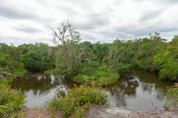Wilderness area of Florida