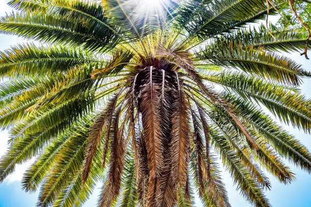 Sunburst through coconut palm tree leaves. Nature on a tropical island.