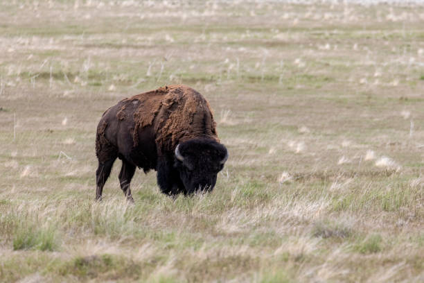 istock Bison of Antelope Island 1003682452