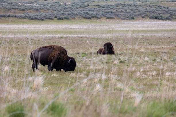 istock Bison of Antelope Island 1003682454