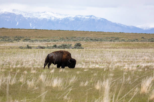 istock Bison of Antelope Island 1003682458