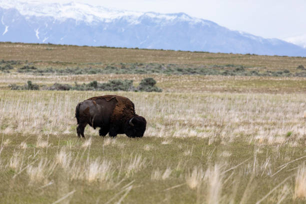 istock Bison of Antelope Island 1003682492