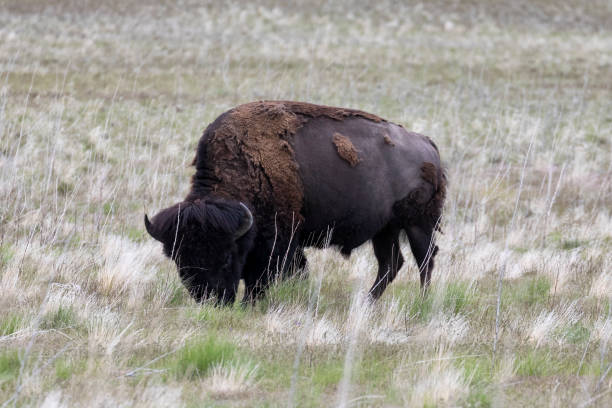 istock Bison of Antelope Island 1003682508