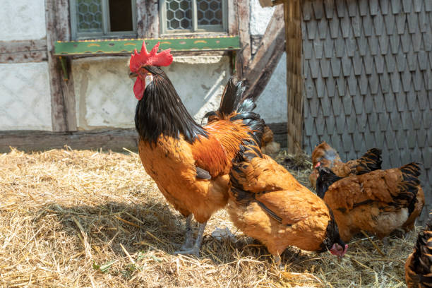istock rooster on the dunghill 1003716228