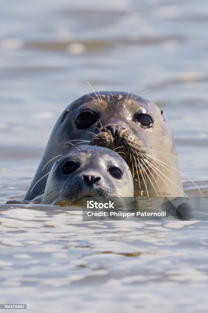 Seals In Baie De Somme Stock Photo - Download Image Now - Seal - Animal,  Somme, France - iStock