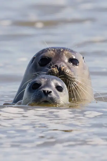 Photo of seals in Baie de Somme