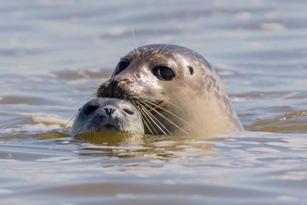 selos em baie de somme - picardy - fotografias e filmes do acervo