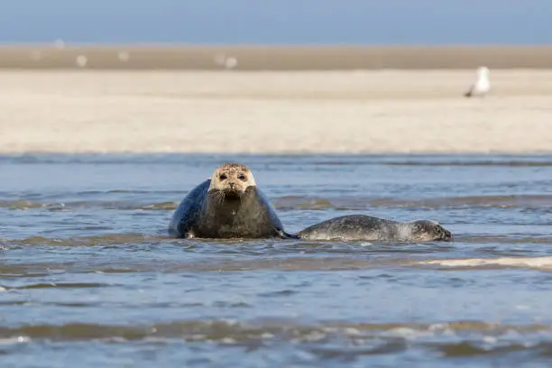 Photo of seals in Baie de Somme