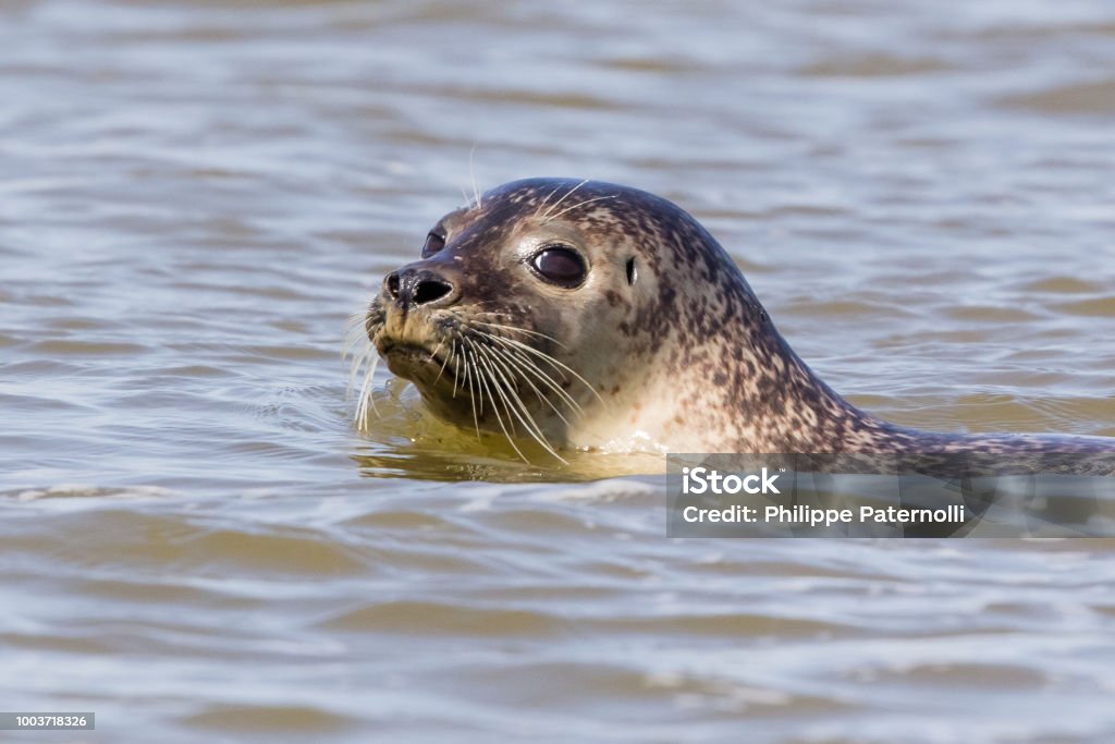 Seals In Baie De Somme Stock Photo - Download Image Now - Seal - Animal,  Somme, Animal - iStock