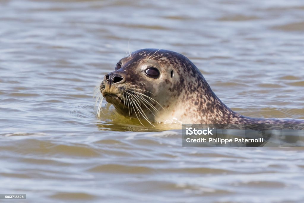 Seals In Baie De Somme Stock Photo - Download Image Now - Seal - Animal, Somme, Animal - iStock Seals In Baie De Somme Stock Photo - Download Image Now - Seal - Animal, Somme, Animal - iStock