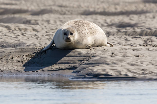 istock seals in Baie de Somme 1003720458