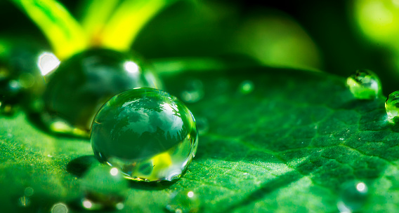Dew drops on a green leaf close up
