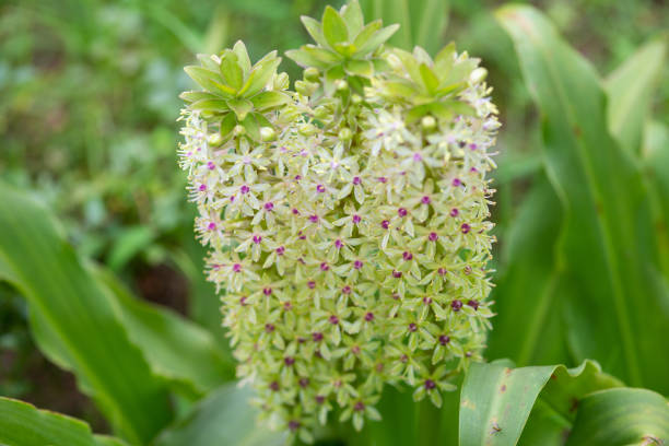 istock close-up of pineapple lily flower 