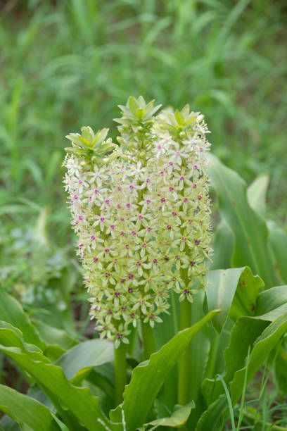 istock close-up of pineapple lily flower 
