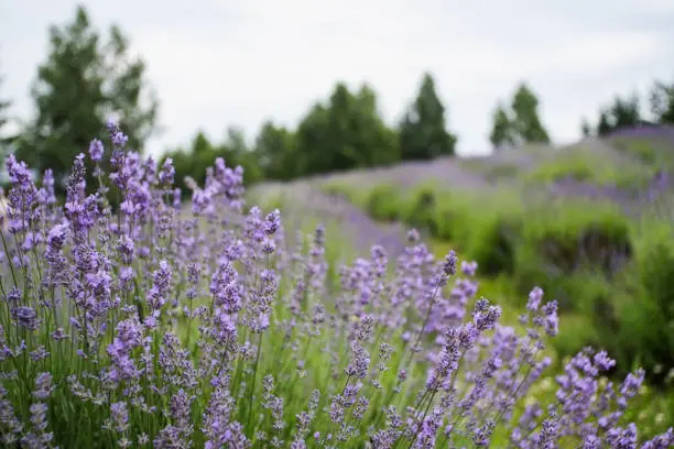 Lavender flowers in the foreground, with a field behind.