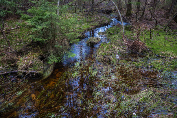 istock Streams and pools in wood on devil's settlement 1003732272