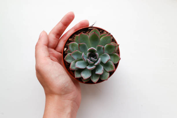 istock Succulent Echeveria Plant 1003732366
