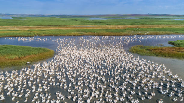white pelicans in Danube Delta, Romania stock photo