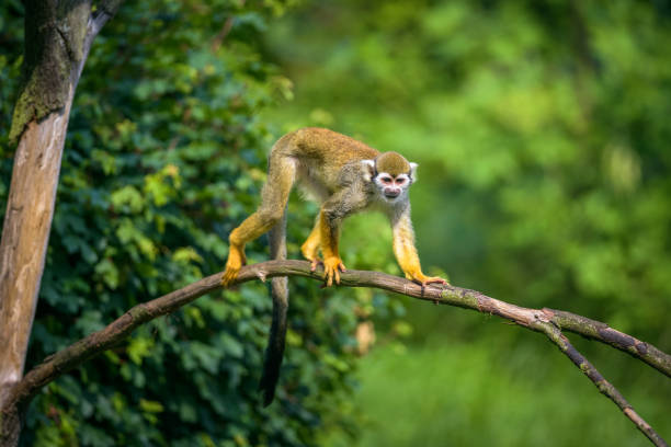 Common squirrel monkey walking on a tree branch Common squirrel monkey also known as Saimiri sciureus walking on a tree branch saimiri sciureus stock pictures, royalty-free photos & images