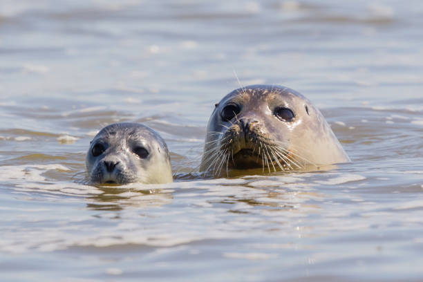 istock seals in Baie de Somme 1003739346