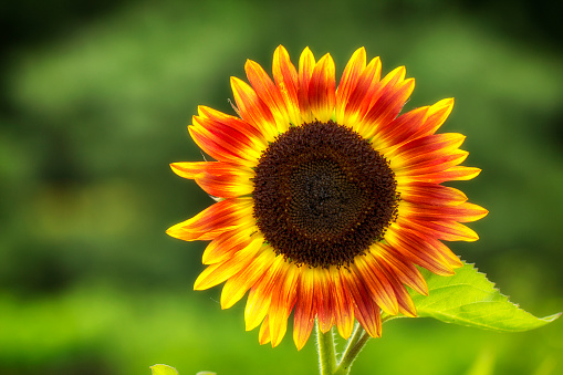 Beautiful large decorative sunflower with big Yellow and red petals.