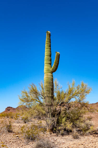 istock beautiful cacti in landscape 1003742610