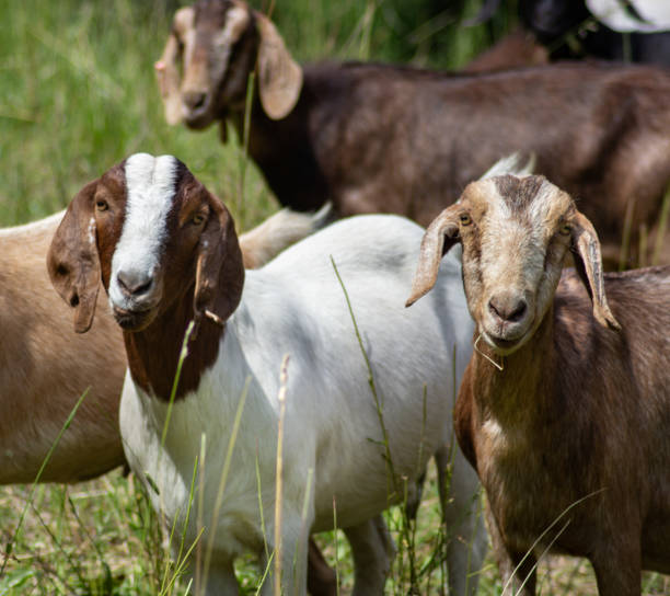 istock Goat on a Farm Eat in Grass Rural Field 1003743644