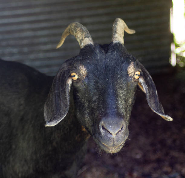 istock Goat on a Farm Eat in Grass Rural Field 1003744050