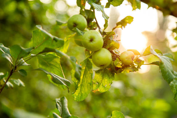 istock Apples in the light of the sun 1003747346
