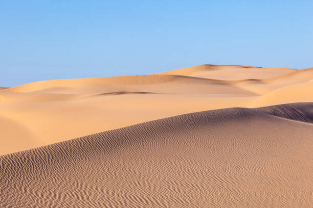 istock sand dune in sunrise in the sonoran desert 1003750268