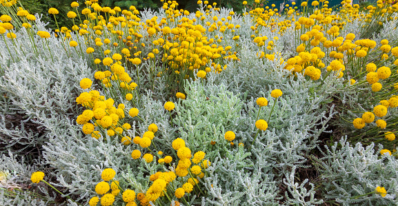 Santolina chamaecyparissus, traditional wild medicinal plant with yellow flowers