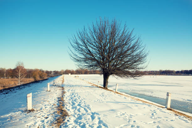 istock Single tree on a dam on a frozen lake 1003762842