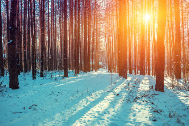 istock Pine snowy forest in winter at sunset 1003763216
