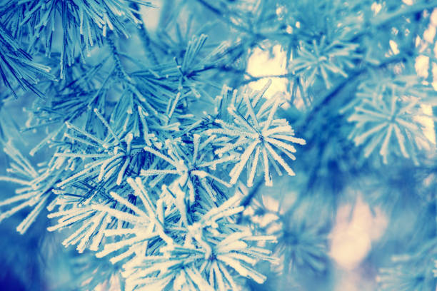 istock Pine branches covered with rime. Natural winter background. Winter nature. Snowy forest. Christmas background. 1003763998