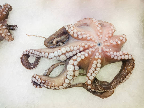 istock Octopus on a counter in the ice 1003767506