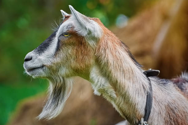 istock Portrait of Billy Goat 1003779122