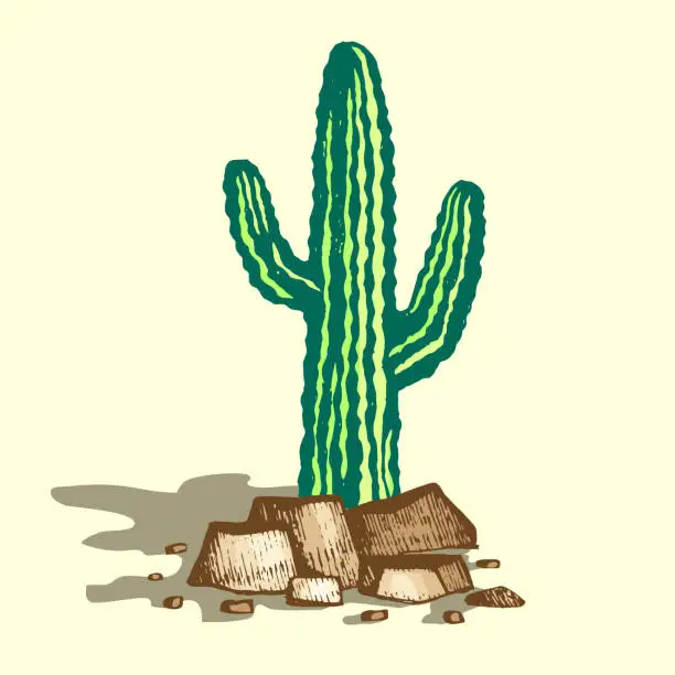 Vector illustration of Lonely cactus illustration