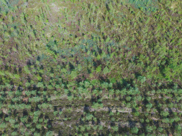 istock aerial view to the forest 1003783816
