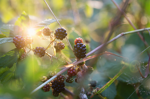 Blackberries growing in garden, some are ripe, some non yet, photo taken short before sunset, selective focus