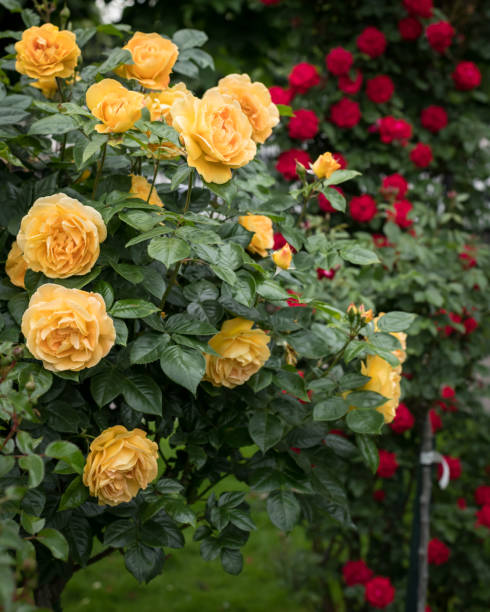 istock Yellow and red rose bushes with many flowers 1003788852