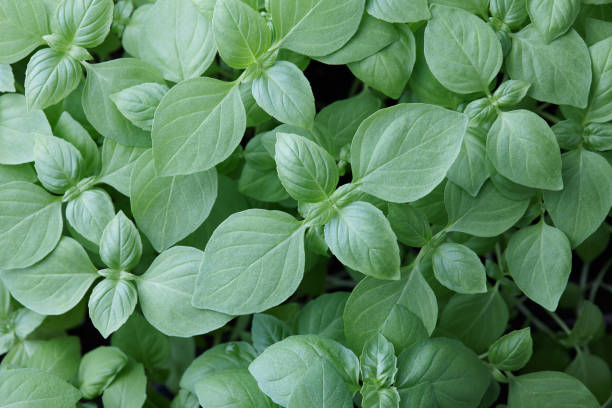 istock Fresh green basil leaves background, close up view 1003789832