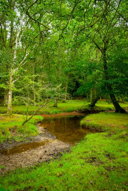 Photo of The New Forest, Southampton