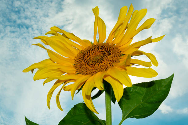 istock yellow blooming sunflower against the blue sky with clouds 1003793896
