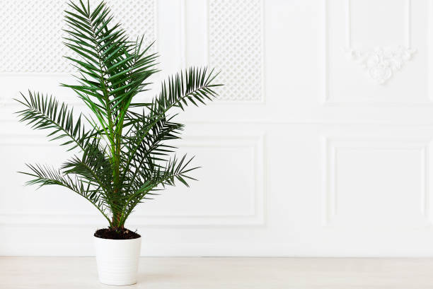 istock The empty in light tones room with palm plant 1003800848
